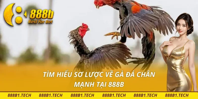 Tìm hiểu tổng quan về gà đá chân mạnh tại nhà cái 888B